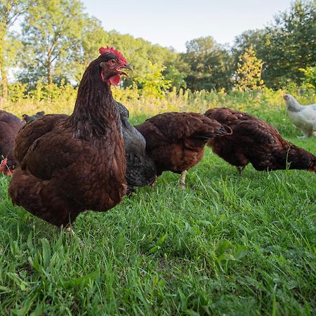 B&B Het Nagtegaaltje Collendoorn Buitenkant foto